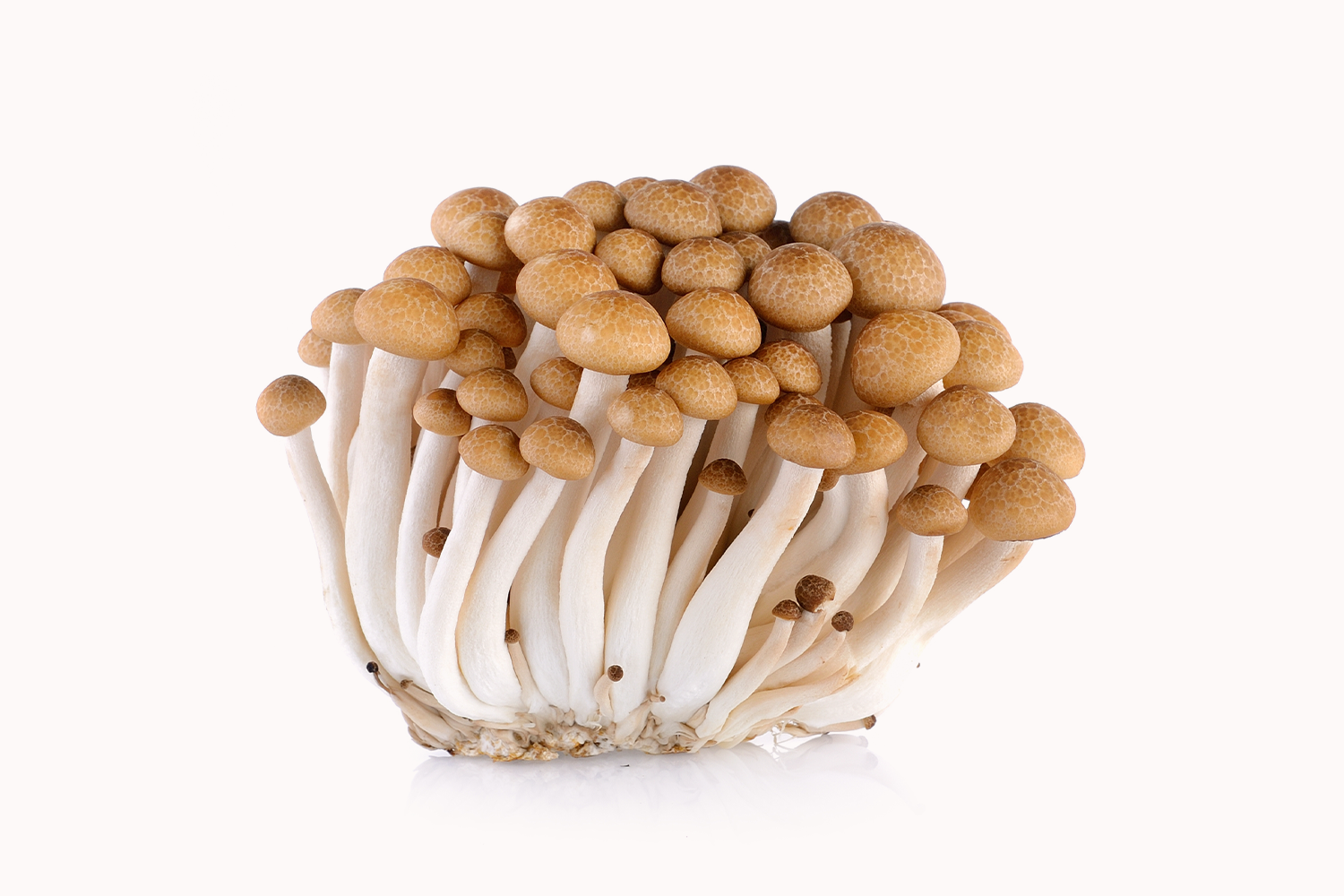 Brown Shimeji Mushrooms